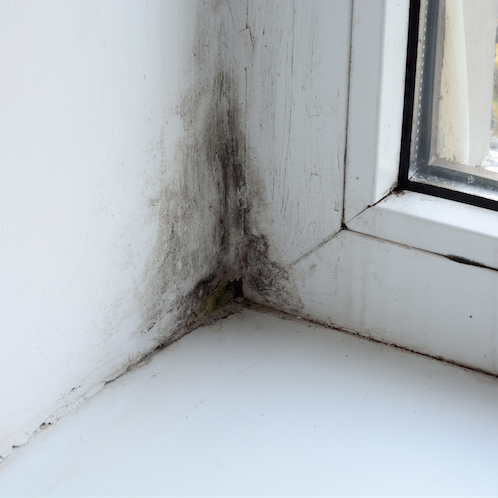 mold_in_corner