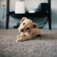 puppy_800px