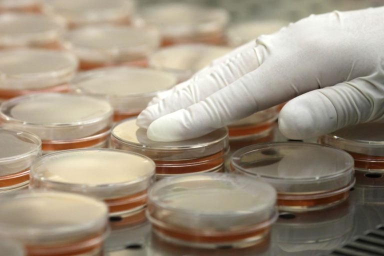petri_dishes