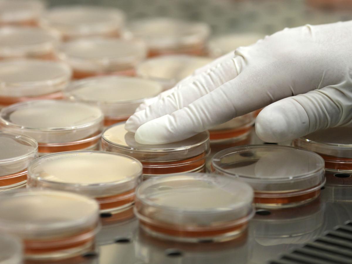 petri_dishes